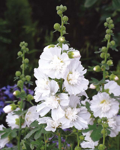 Alcea rosea 'Spring Celebrities White', Hollyhock 'Spring Celebrities White', Tall Perennial, White flowers, White Alcea, White Hollylock, Double Alcea