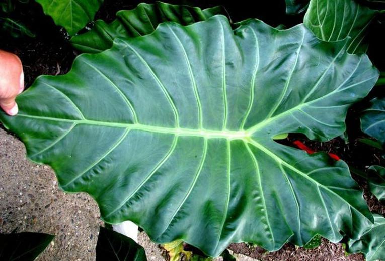 Alocasia Mayan mask Alocasia Mayan mask