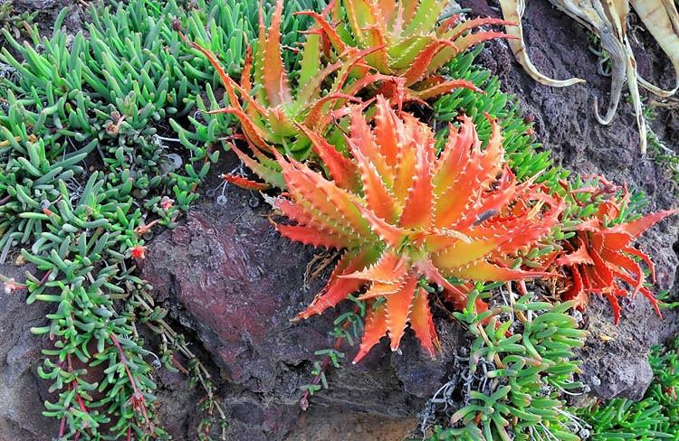 Aloe dorotheae (Sunset Aloe)