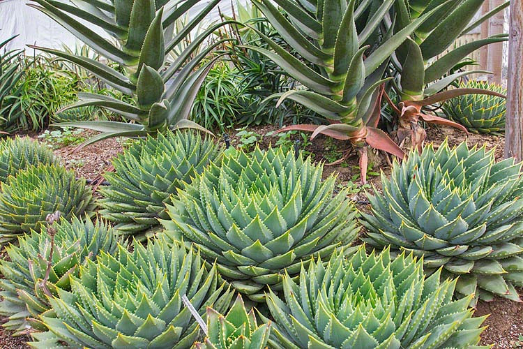 Aloe polyphylla (Spiral Aloe)