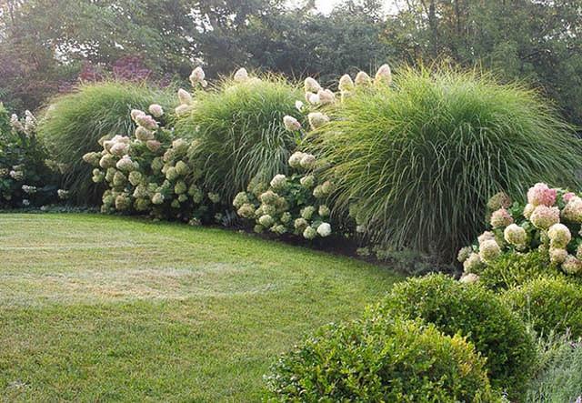 Miscanthus Sinensis Morning Light Chinese Silver Grass Miscanthus Sinensis Morning Light Chinese Silver Grass