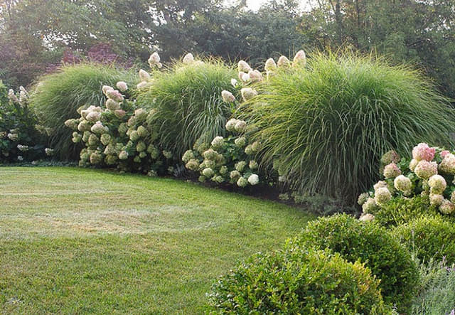 Synlig plade dramatiker Miscanthus sinensis 'Morning Light' (Chinese Silver Grass)