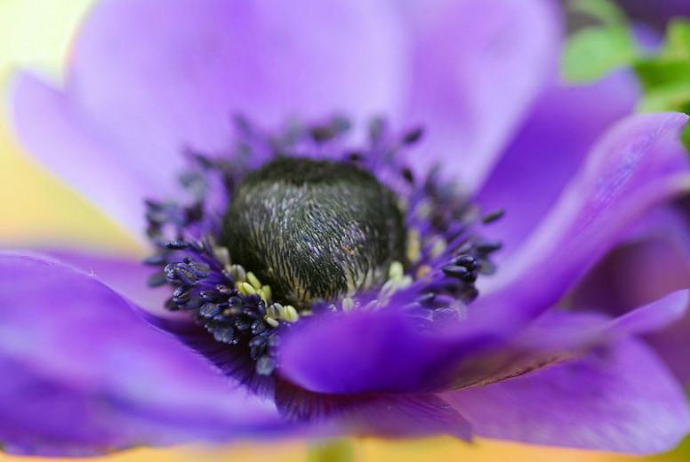 Anemone Coronaria De Caen Mr Fokker