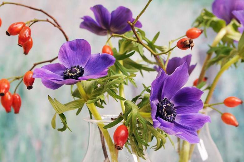 Anemone Coronaria De Caen Mr Fokker