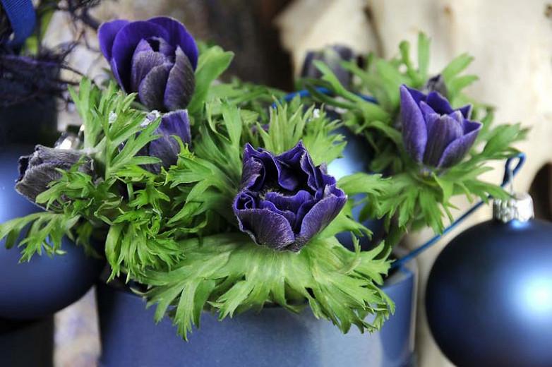 Anemone Coronaria De Caen Mr Fokker