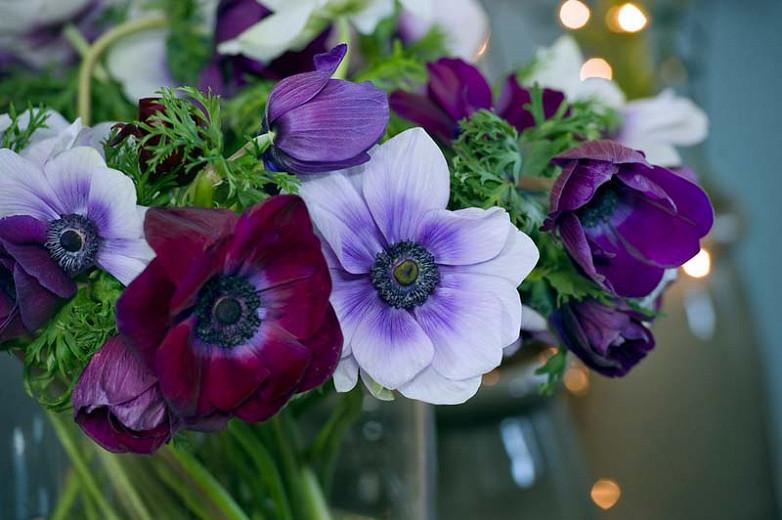 Anemone Coronaria De Caen Bordeaux