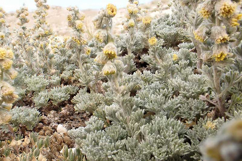 Artemisia Schmidtiana 'Nana', (Wormwood), Dwarf Schmidt Wormwood, Wormwood 'Nana, Silver foliage plant, aromatic foliage plant, Silver Mound Artemisia