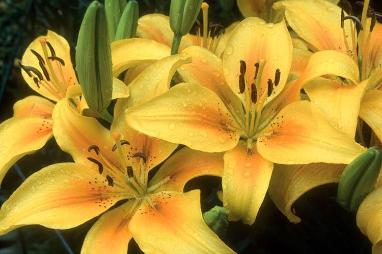 Lilium Pollyanna Asiatic Lily