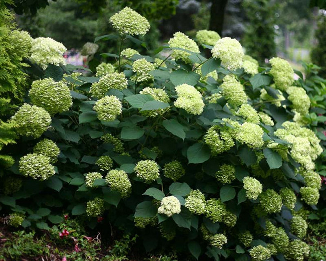 Image of Lime hortensia plant