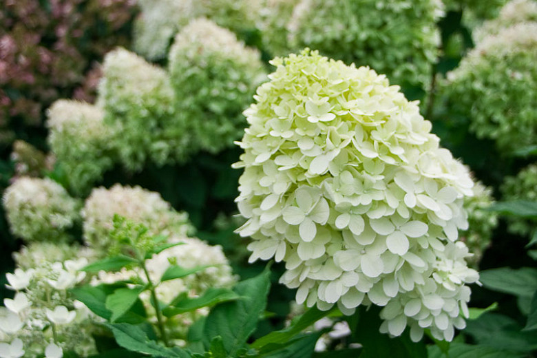 Image of Hydrangea paniculata little lime plant in garden