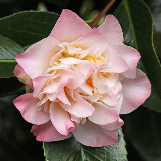 Camellia Japonica 'Ballet Dancer', Camellia 'Ballet Dancer', 'Ballet Dancer' Camellia, Camellia 'Balei Yanyuan',  Fall Blooming Camellias, Winter Blooming Camellias, Spring Blooming Camellias, Early to Late Season Camellias, Pink flowers, Pink Camellias