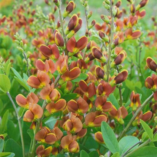 Baptisia Cherries Jubilee,False Indigo Cherries Jubilee, Bastard LupineCherries Jubilee, Blue False Indigo, False Lupine Cherries Jubilee, Decadence Baptisia, Yellow False Indigo