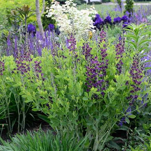 https://www.gardenia.net/storage/app/public/uploads/images/detail/Baptisia%20'Grape%20Taffy'3Optimized.jpg