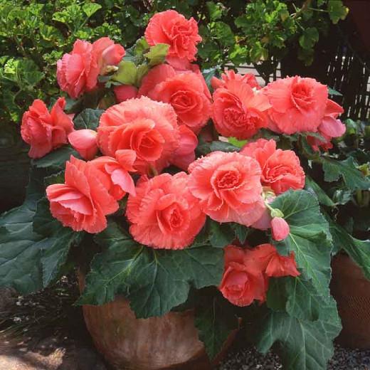 Begonia Ruffled Salmon