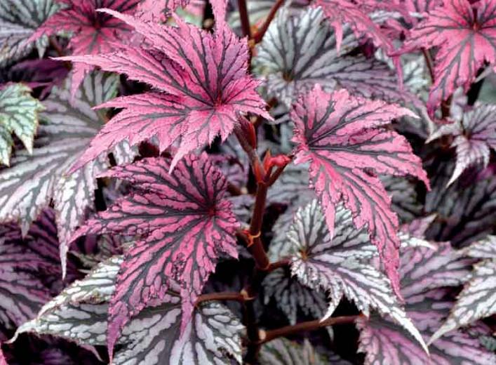 Begonia Garden Angel Blush Hardy Begonia