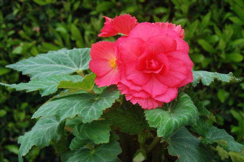 Begonia 'Roseform Rose'