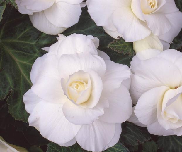 Begonia Roseform White