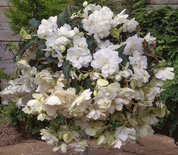 pic Sun Loving Plants For Hanging Baskets begonia hanging basket white