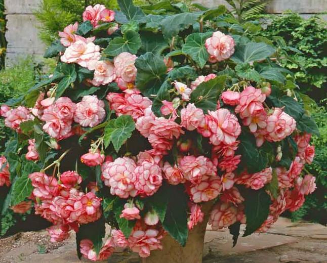 Begonia White Pink Picotee