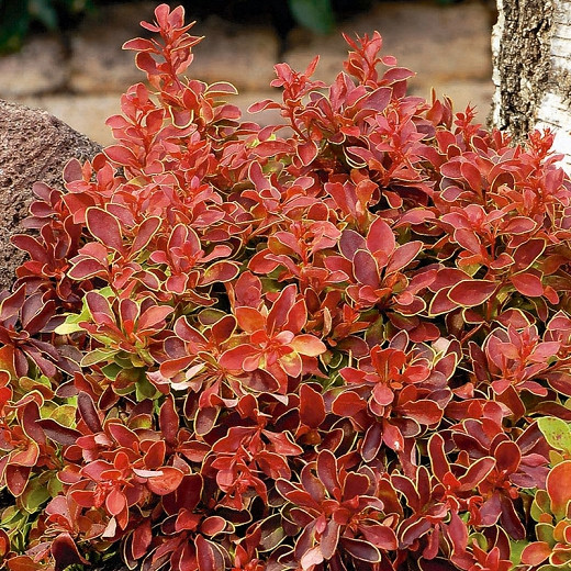 Image of Berberis admiration shrub in full bloom