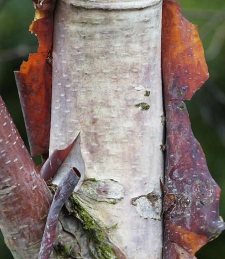 Betula utilis, Himalayan Birch, Betula albosinensis, Betula bhojpattra,Betula albo-sinensis, Tree with fall color, Fall color, Attractive bark Tree, Chinese Red Birch, Red Bark