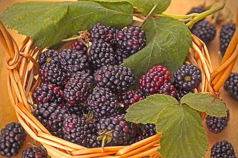 Rubus fruticosus 'Triple Crown' (Blackberry)
