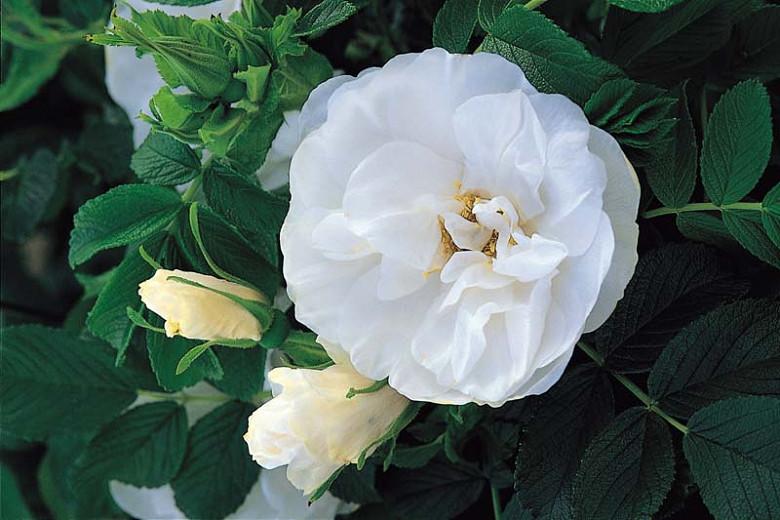 Rosa Rugosa Blanc Double De Coubert Rose Rosa Rugosa Blanc Double De Coubert
