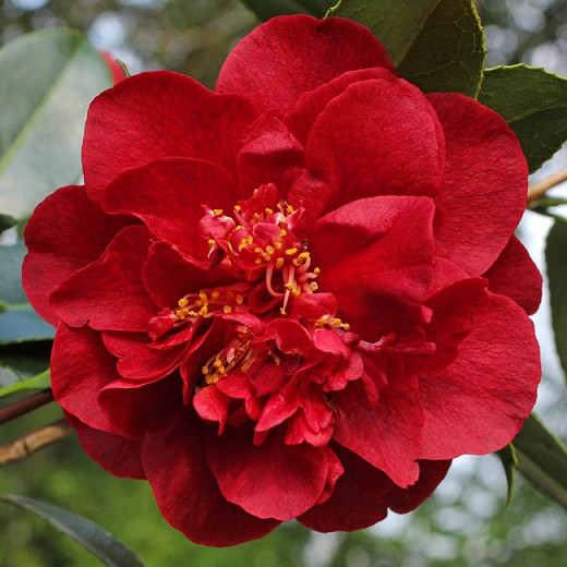 Camellia Japonica 'Bob Hope', Camellia 'Bob Hope', 'Bob Hope' Camellia, Camellia 'Hebe', Winter Blooming Camellias, Spring Blooming Camellias, Mid Season Camellias, Red flowers, Red Camellias