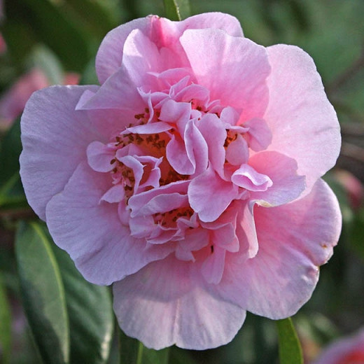 Camellia 'Bonnie Marie', 'Bonnie Marie' Camellia, Fall Blooming Camellias, Winter Blooming Camellias, Spring Blooming Camellias, Early to Late Season Camellia, Pink Camellia, Pink Flowers