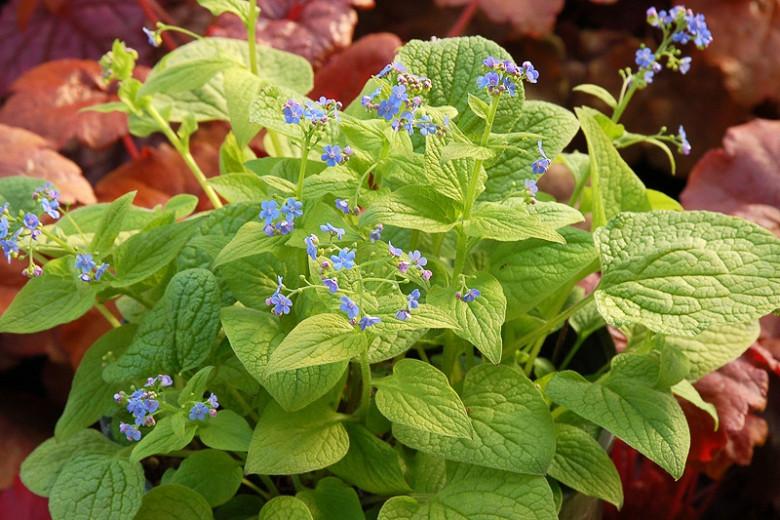 Brunnera Diane's Gold, Brunnera macrophylla 'Diane's Gold', Siberian Bugloss Diane's Gold, Hearleaf Brunnera Diane's Gold, False Forget-Me-Not Diane's Gold, blue flowers, spring flowers