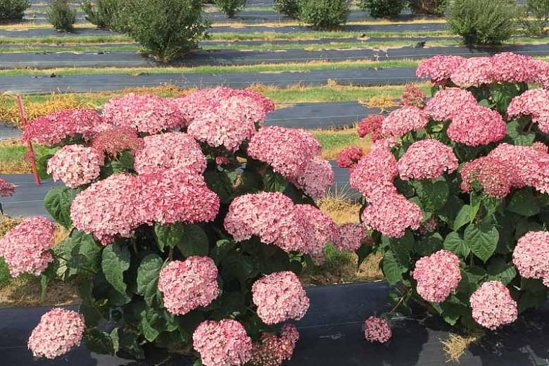 Image of Hydrangea arborescens 'Incrediball Blush' pink hydrangea