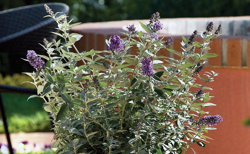 Buddleja Flutterby Petite Blue Heaven Butterfly Bush