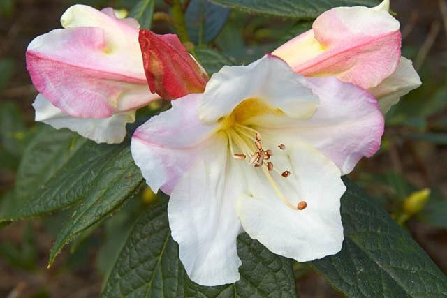 Rhododendron 'Else Frye', 'Else Frye' Rhododendron, Early Midseason Rhododendron, Fragrant Rhododendron, White Rhododendron, White Flowering Shrub