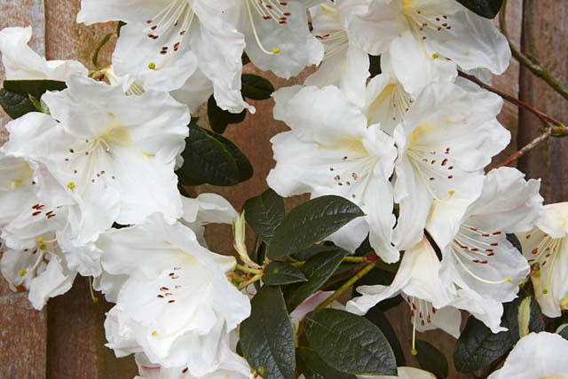 Image of Rhododendron ‘Fragrantissimum’ evergreen plant