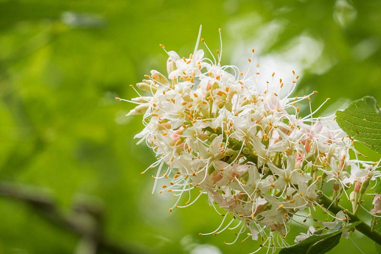 Aesculus californica, California Buckeye, White Flowers, Chestnut