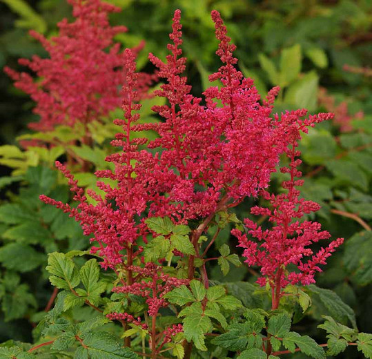 Astilbe 'Younique Carmine', False Spirea 'Younique Carmine', False Goat's Beard 'Younique Carmine', Red Astilbes, Red flowers, flowers for shade