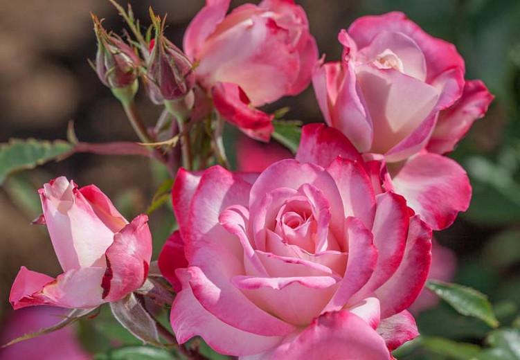 Rosa Candy Cane Cocktail Floribunda Rose
