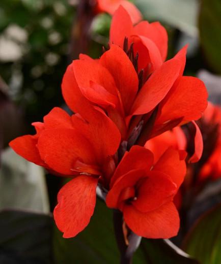 Canna Lily Bulbs Perennial Tropical Bronze Scarlet Flower Foliage Hardy Plants Canna Lily Bulbs Perennial Tropical Bronze Scarlet Flower Foliage Hardy Plants