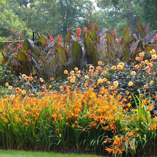 Crocosmia rosea