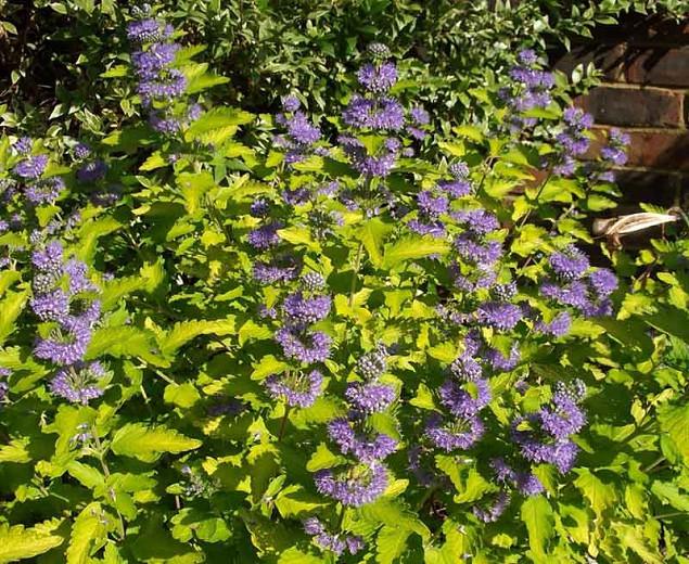 Caryopteris X Clandonensis Hint Of Gold Bluebeard Caryopteris X Clandonensis Hint Of Gold Bluebeard