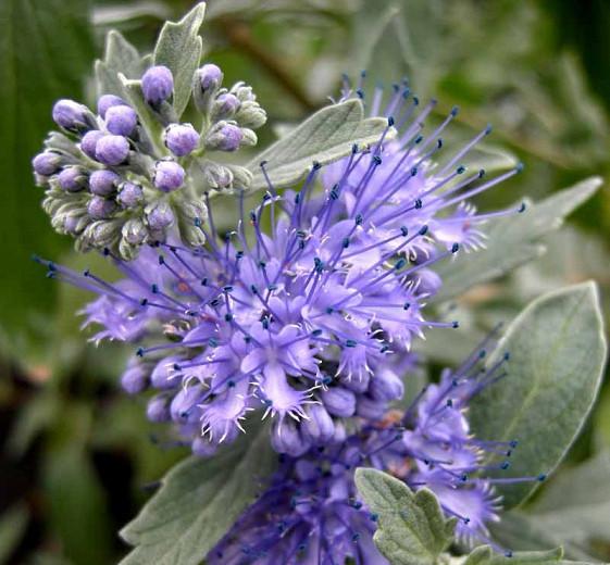 Caryopteris x clandonensis 'Lissilv' Sterling Silver, Bluebeard 'Hint of Gold', Caryopteris x 'Hint of Gold', Hint of Gold Bluebeard, Hint of Gold Blue Mist Spiraea, Caryopteris x clandonensis 'Lisaura', Blue Flowers, Blue Spiraea, Golden Bluebeard, Golden Blue Mist