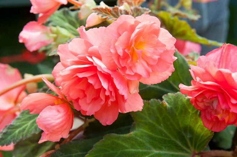 Begonia Odorosa Sweet Pink