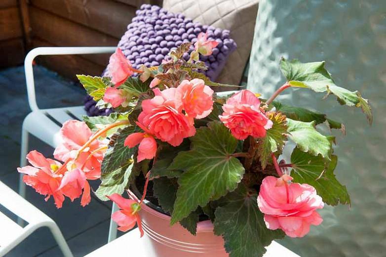 Begonia Odorosa Sweet Pink