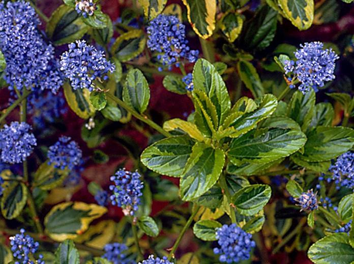 Ceanothus 'El Dorado',  California Lilac 'El Dorado', Ceanothus 'Perado', Ceanothus thyrsiflorus 'El Dorado', Variegated California Lilac, Blue Flowers, Fragrant Shrubs, Evergreen Shrubs,
