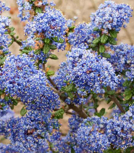 Ceanothus 'Victoria',  California Lilac 'Victoria', Blue Flowers, Fragrant Shrubs, Evergreen Shrubs, Ceanothus thyrsiflorus 'Victoria'