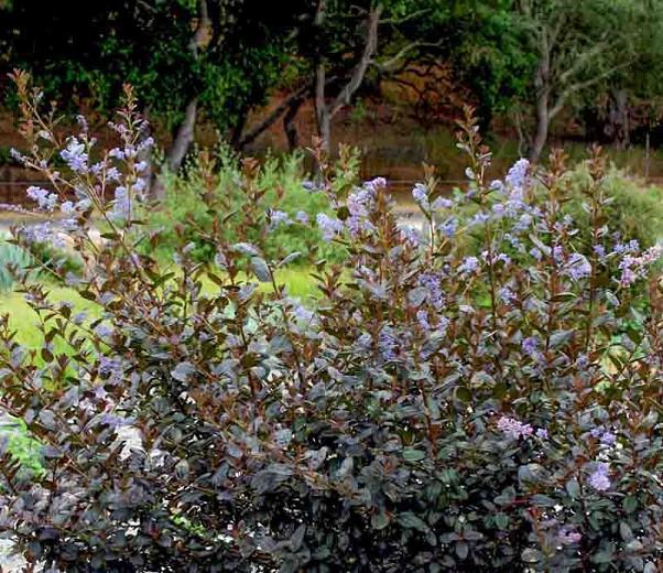 Ceanothus 'Tuxedo',  California Lilac 'Tuxedo', Dark California Lilac, Blue Flowers, Fragrant Shrubs, Evergreen Shrubs,