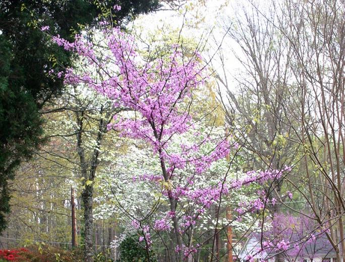Cercis canadensis Hearts of Gold, Eastern Redbud Hearts of Gold, Shrub, Small Tree, Pink Flowers,