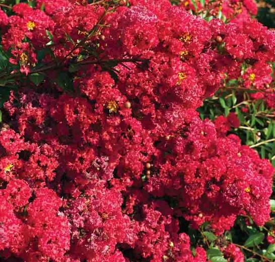Lagerstroemia Cherry Dazzle E Myrtle Lagerstroemia Cherry Dazzle E