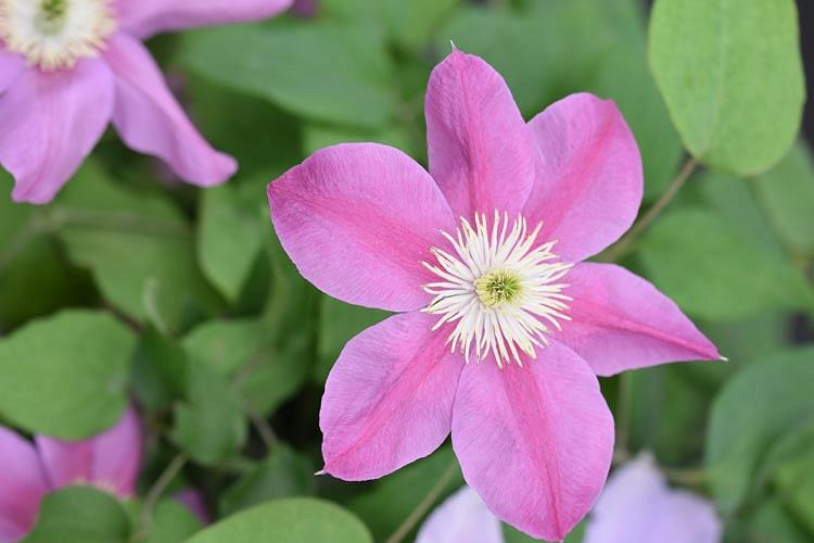 Clematis Alaina Early Large Flowered Clematis Clematis Alaina Early Large Flowered Clematis