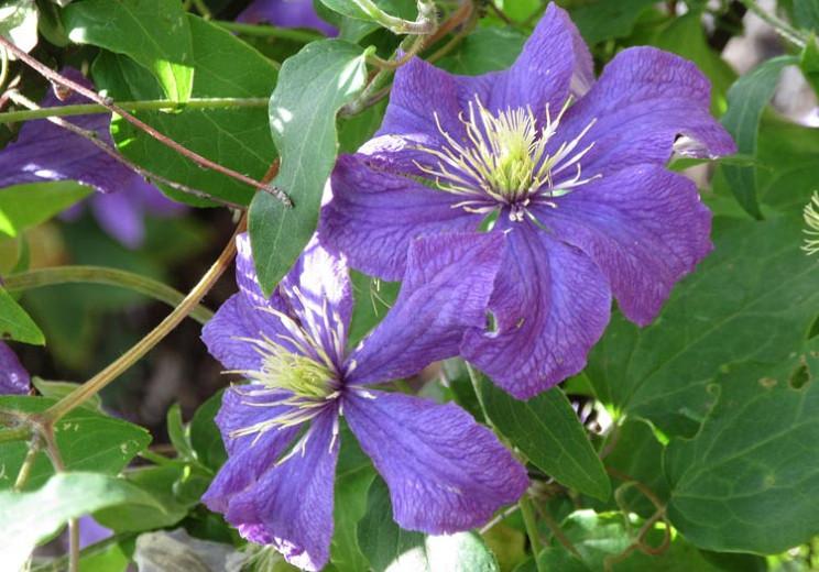 Clematis Rhapsody-Clematis Plant in 4 /" Pot